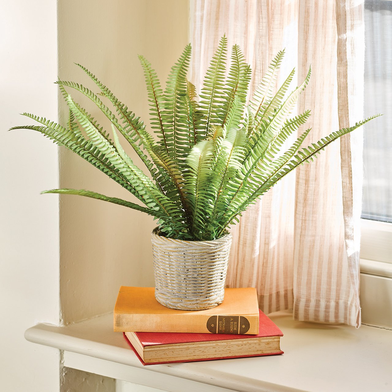 Fern in Ceramic Basket