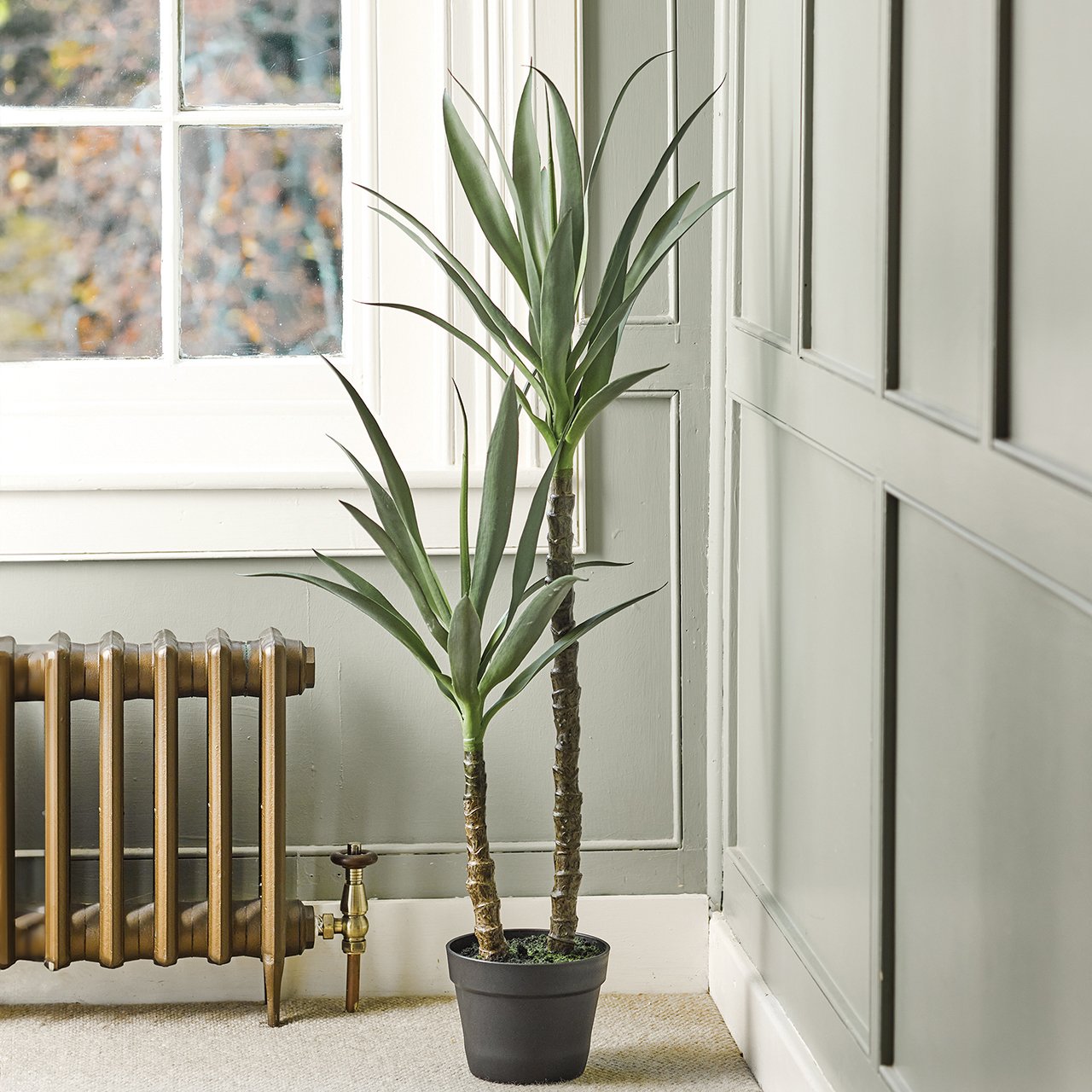 Potted Yucca Plant