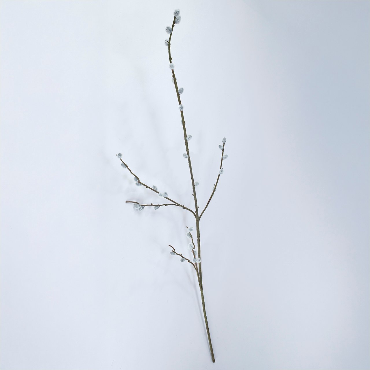 Pussy Willow Branch