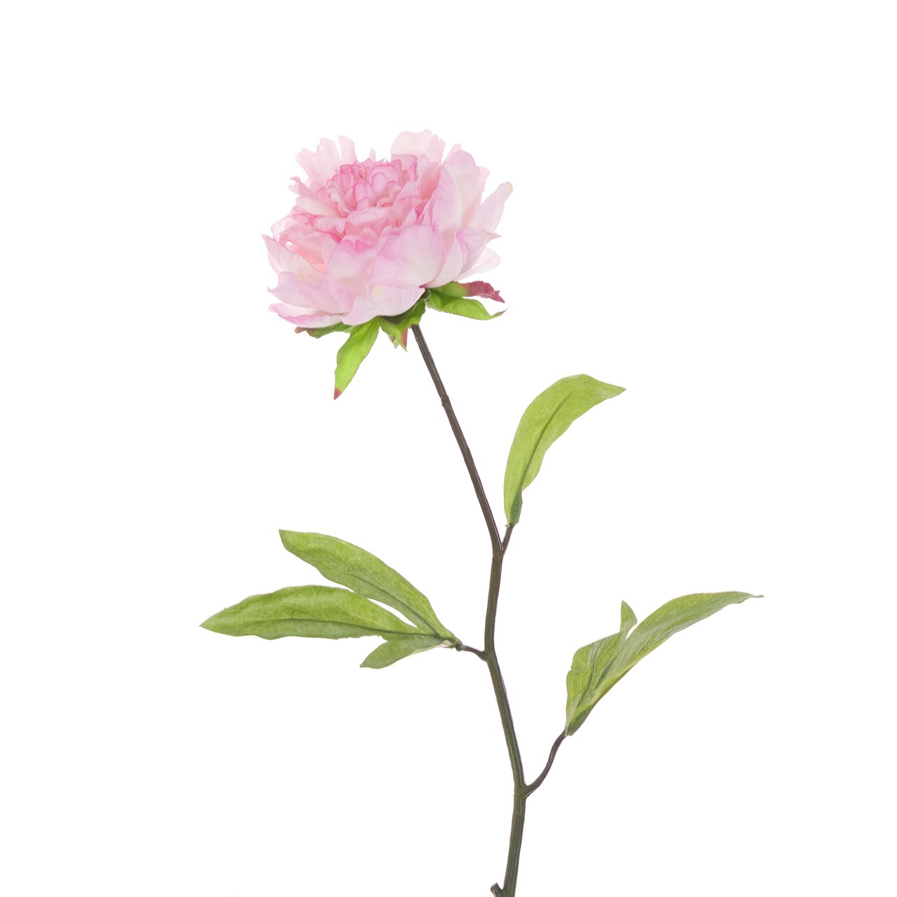 Pink Peony Stem