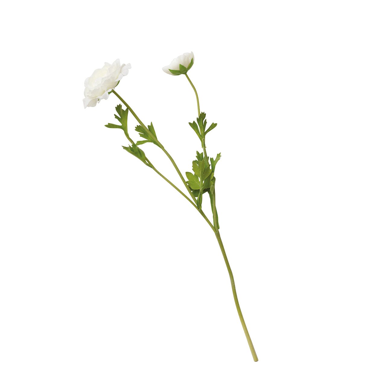 White Ranunculus Stem