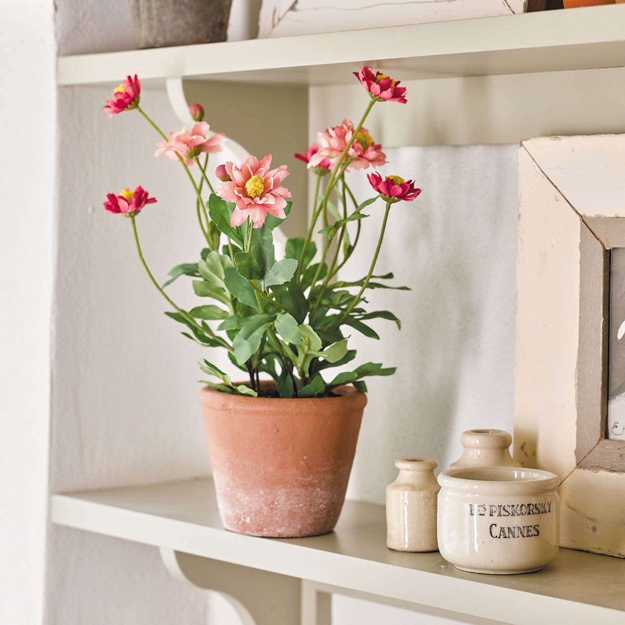 Potted Pink Daisy