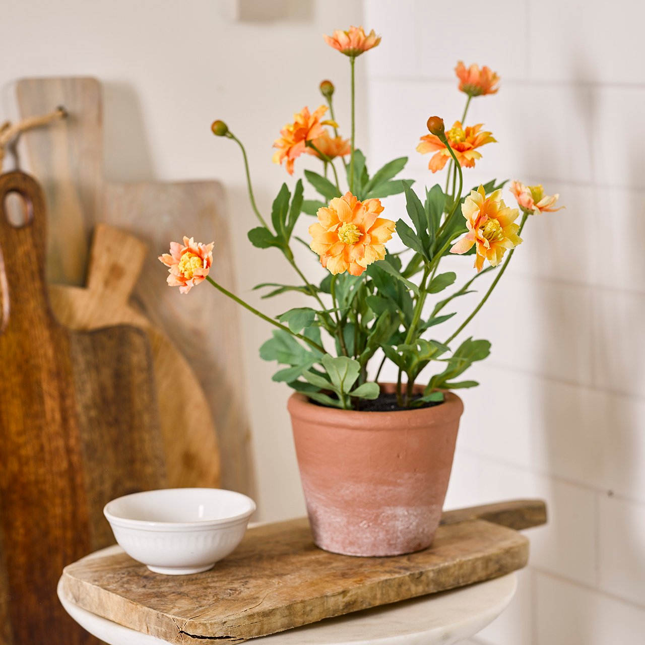 Potted Orange Daisy