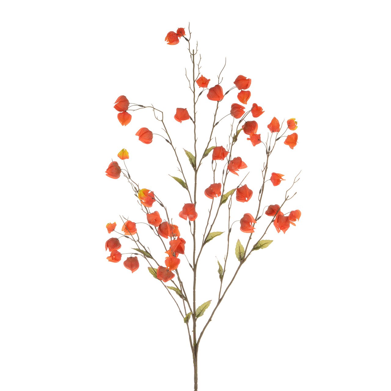 Chinese Lantern Branch