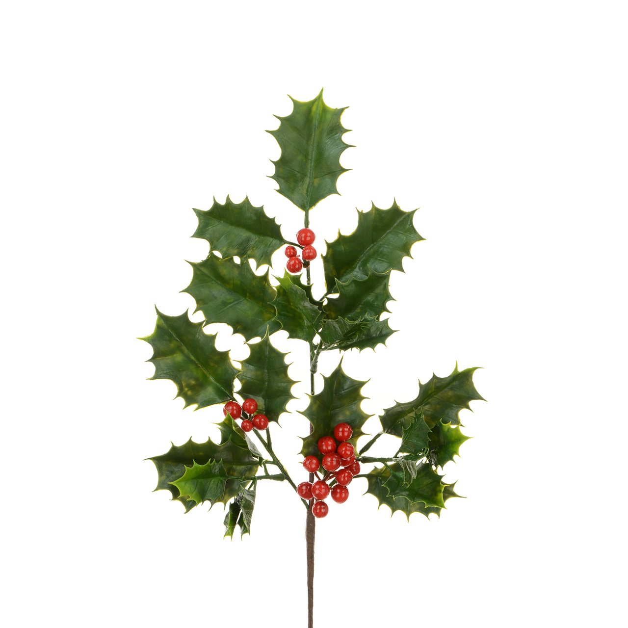 Holly Stem