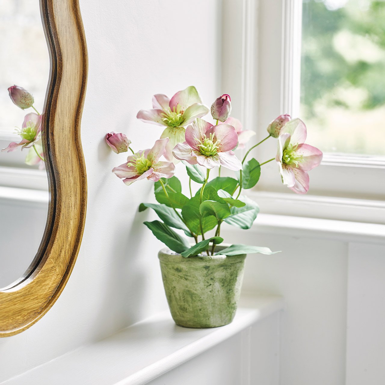 Potted Hellebore
