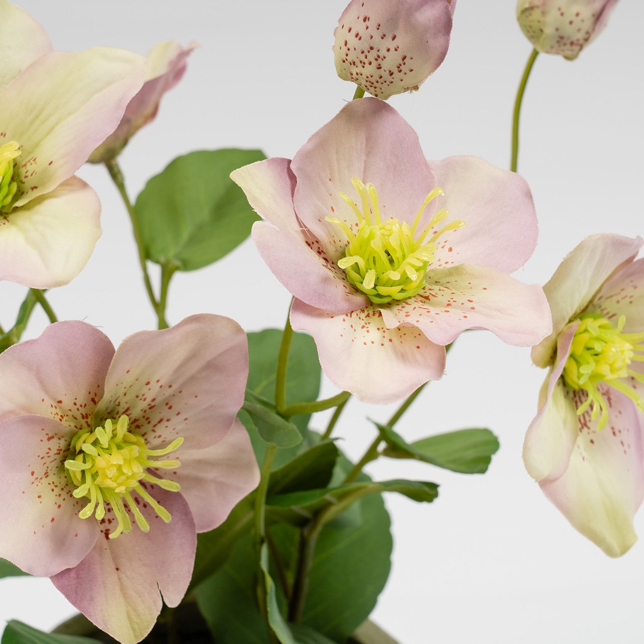 Potted Hellebore