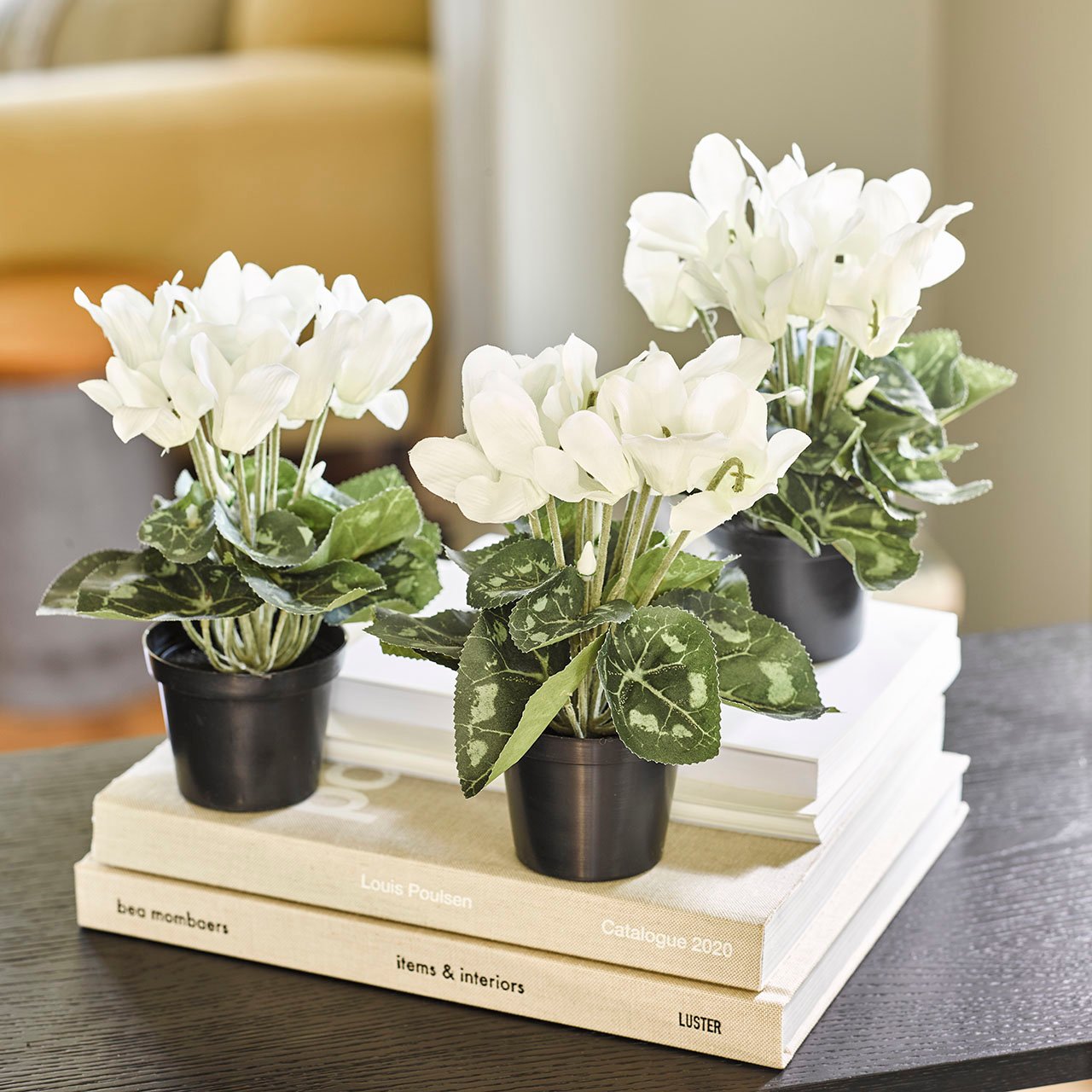 White Cyclamen, Set of 3