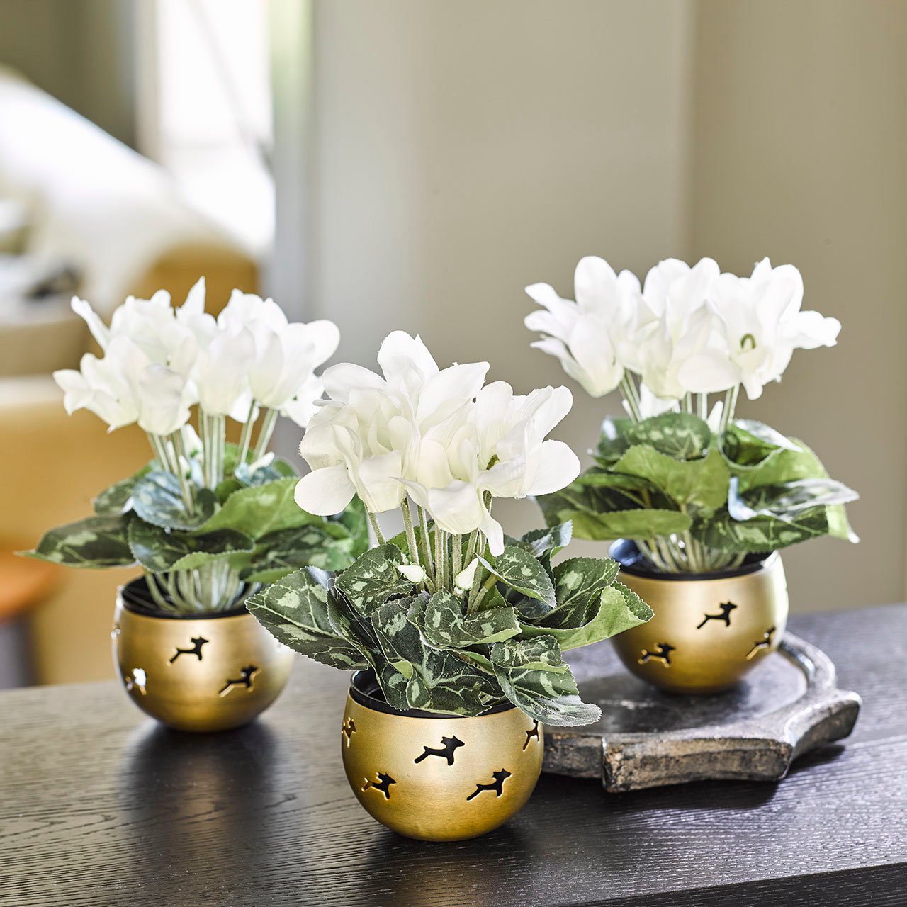 White Cyclamen, Set of 3