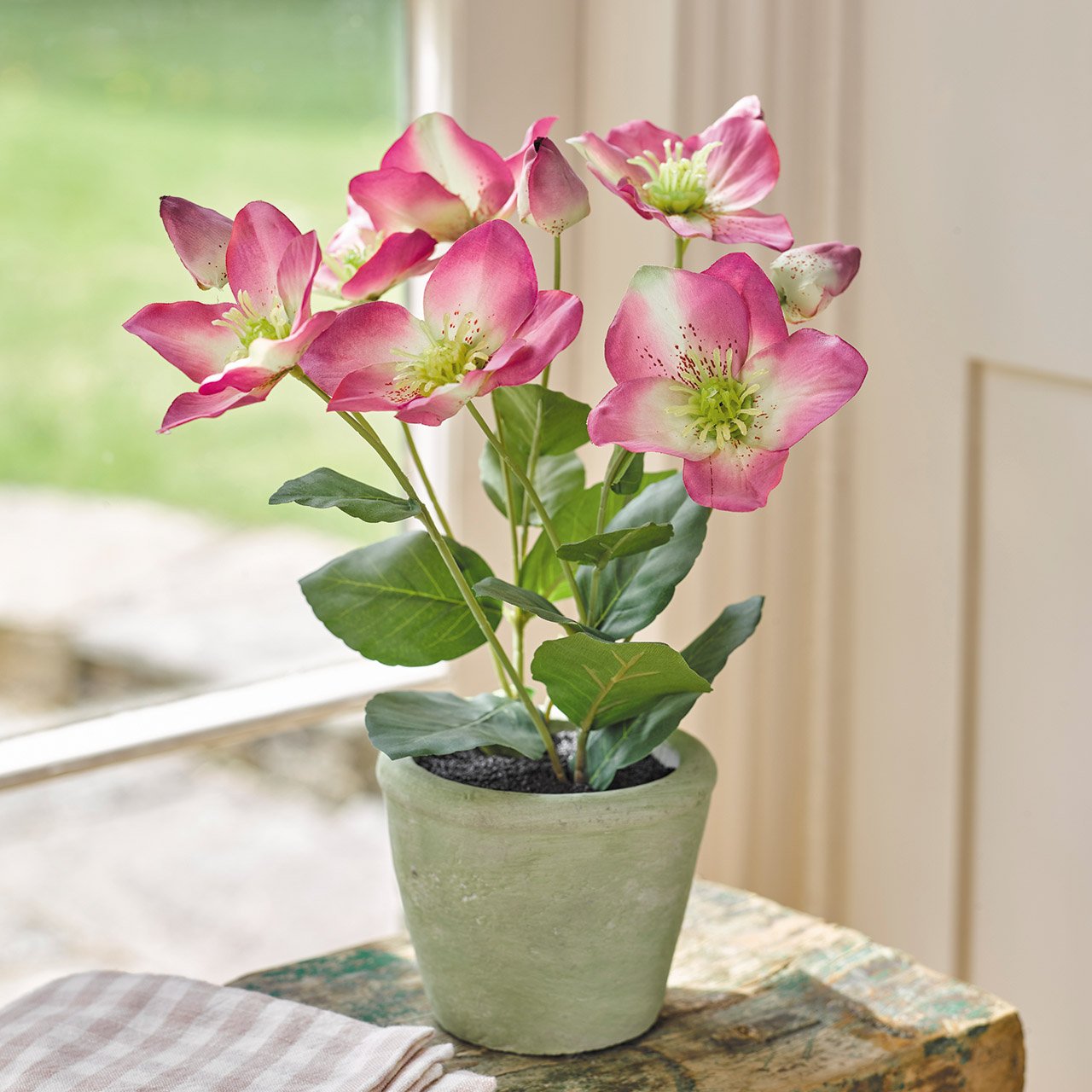 Pink Potted Hellebore