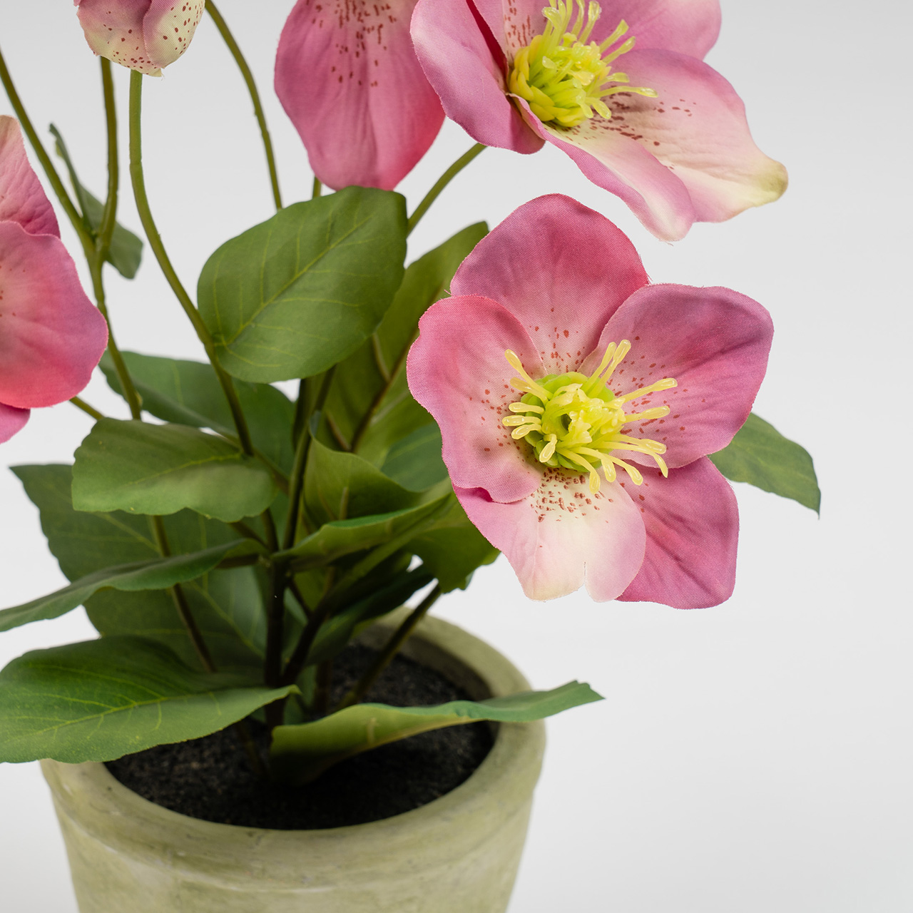 Pink Potted Hellebore