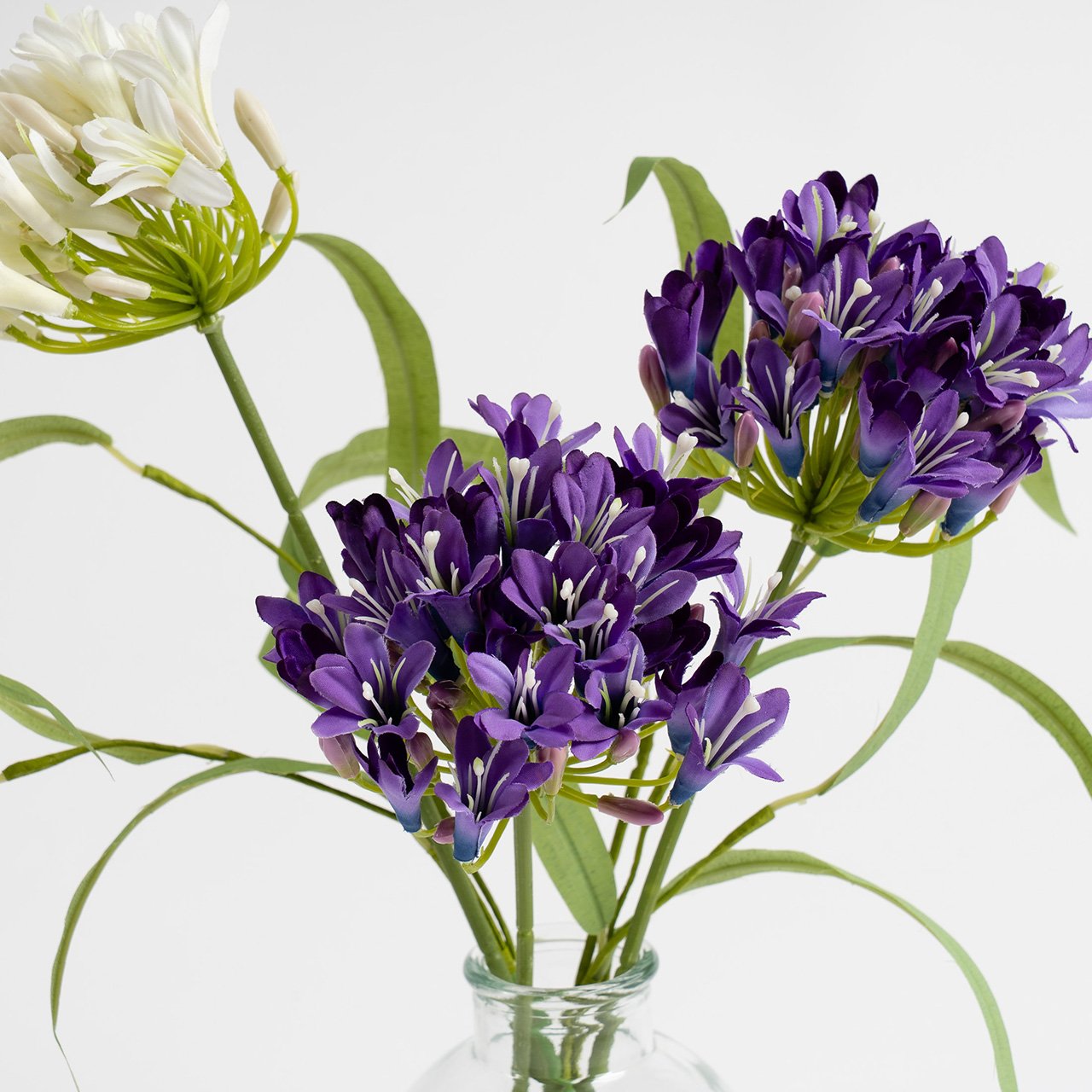 Agapanthus Arrangement