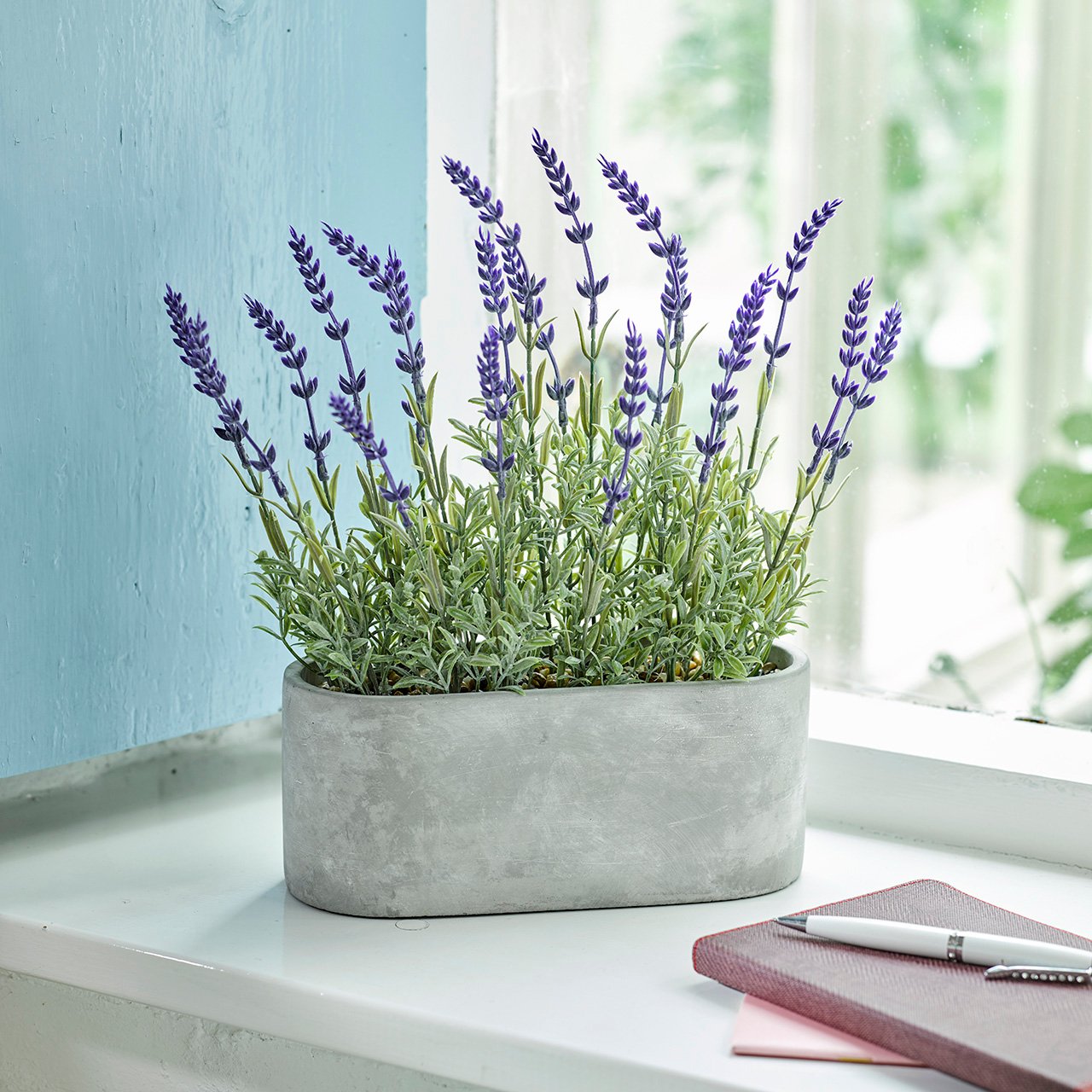 Potted Lavender in Trough