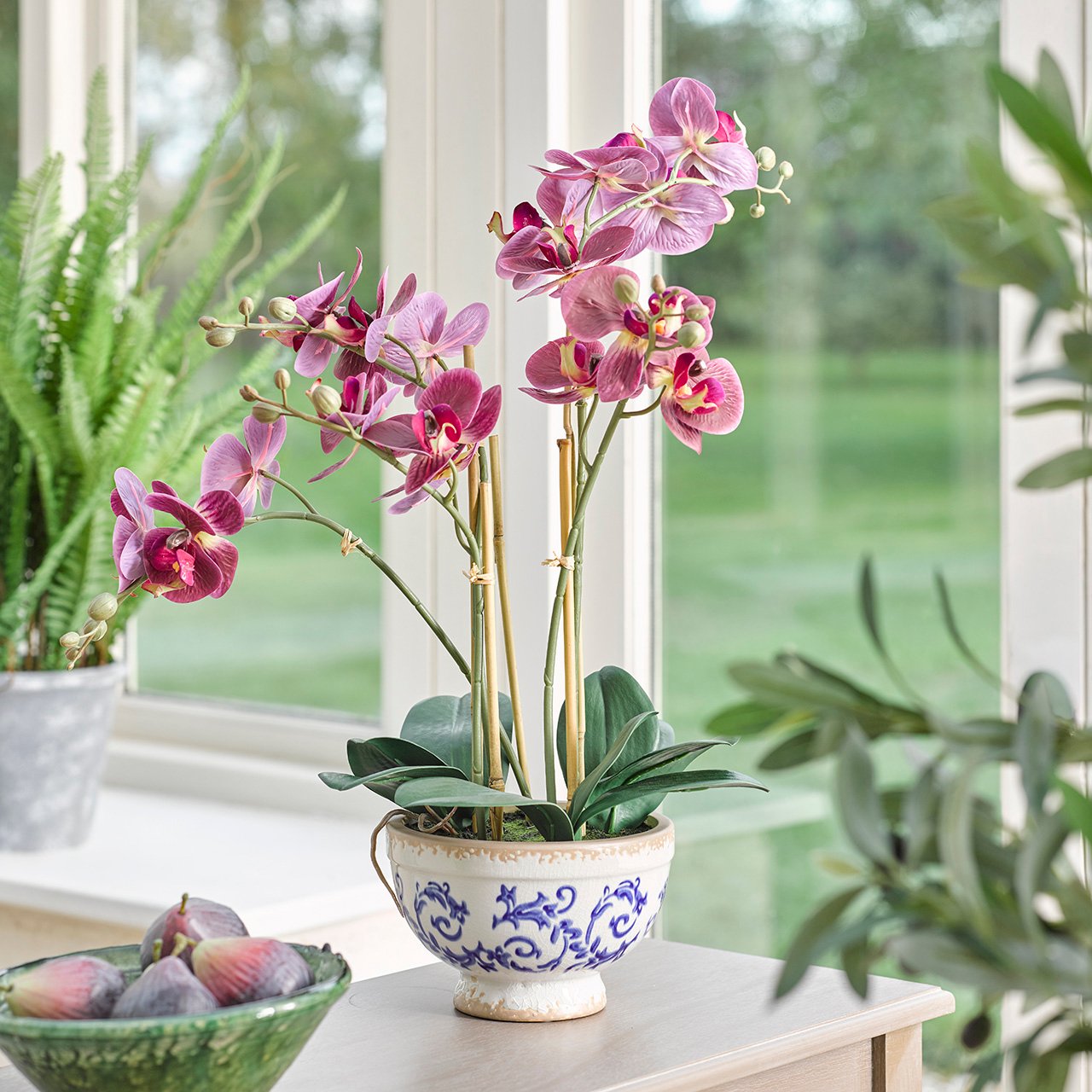 Phalaenopsis Orchid in Pot