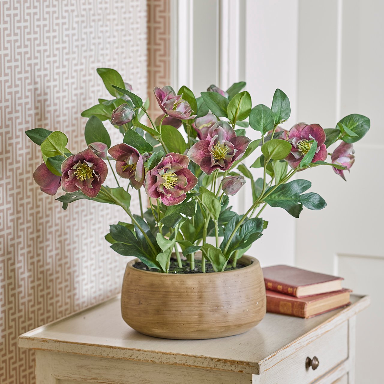 Potted Plum Hellebore