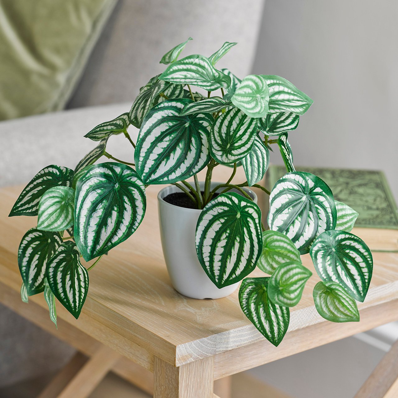 Potted Watermelon Bush