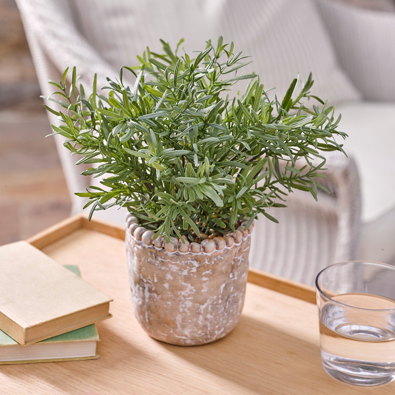 Rosemary in Rustic Pot