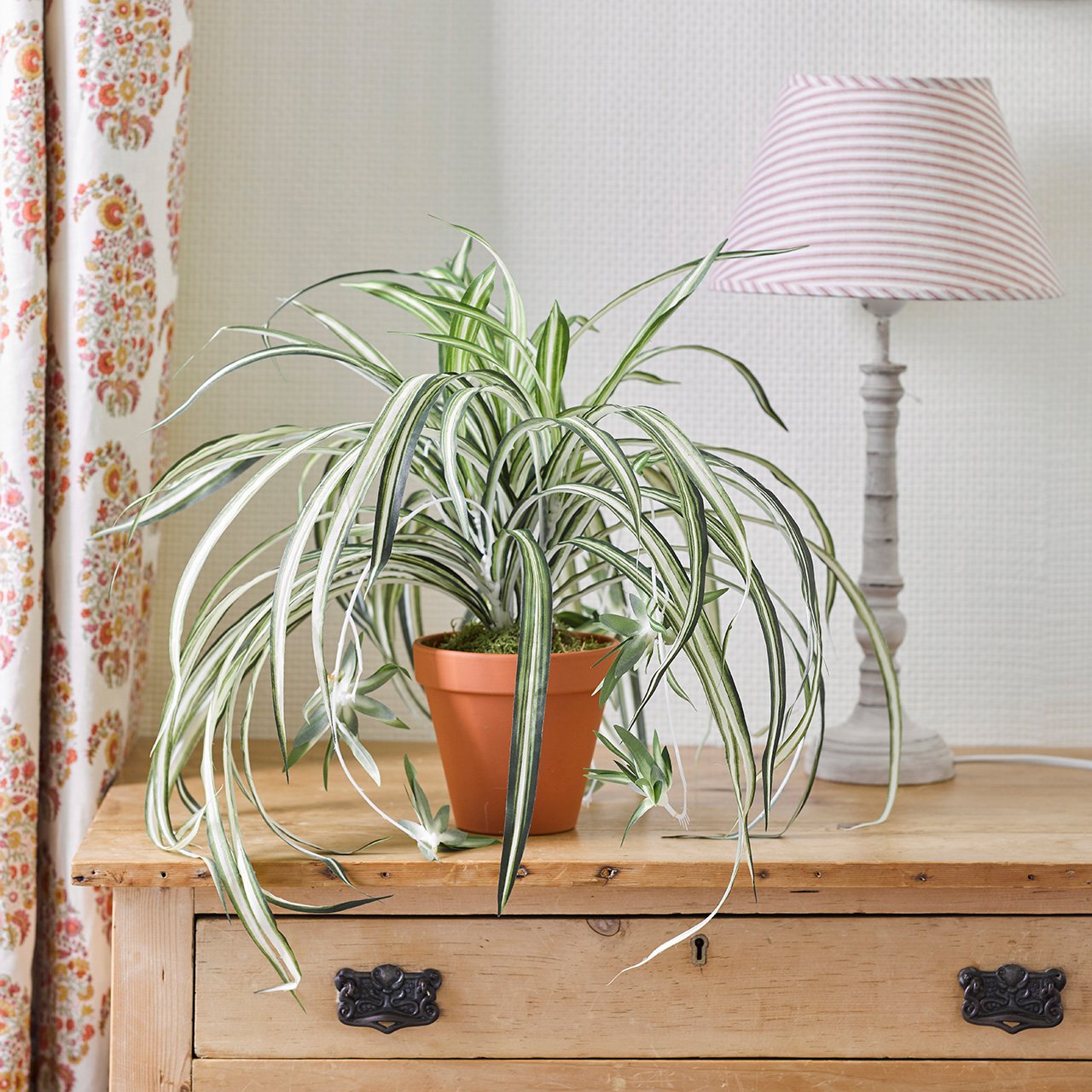 Potted Spider Plant