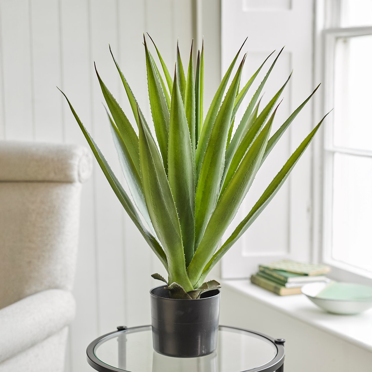Potted Sisal Plant