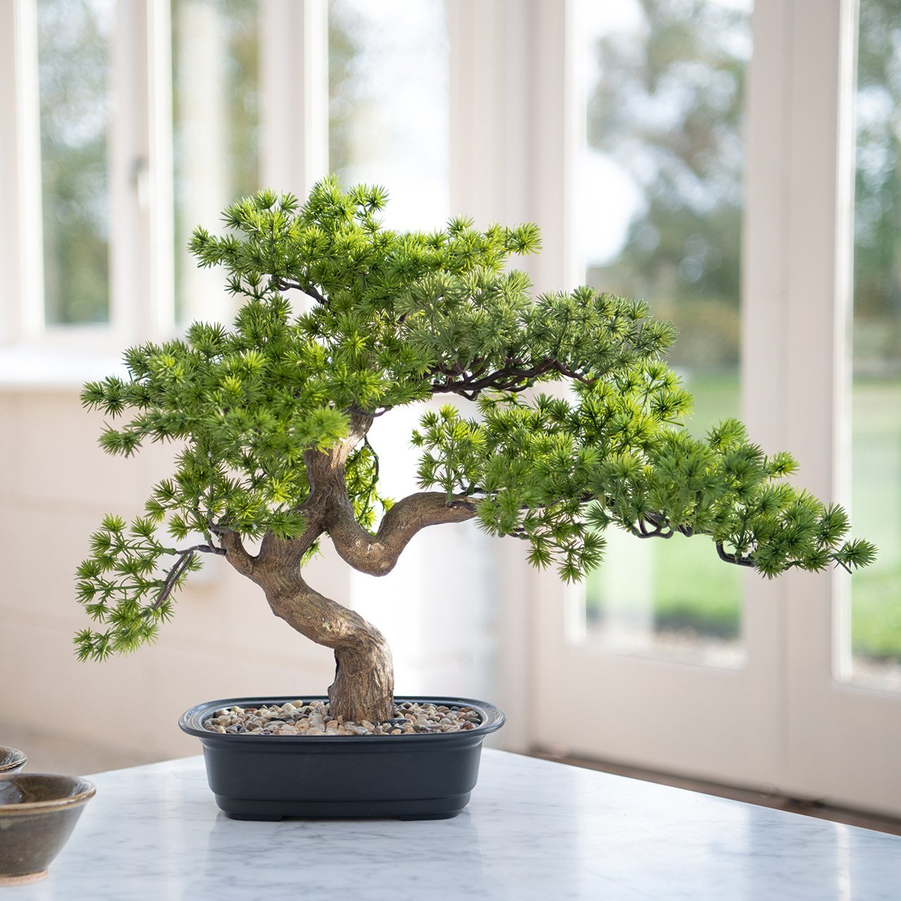 Bonsai Pine Tree