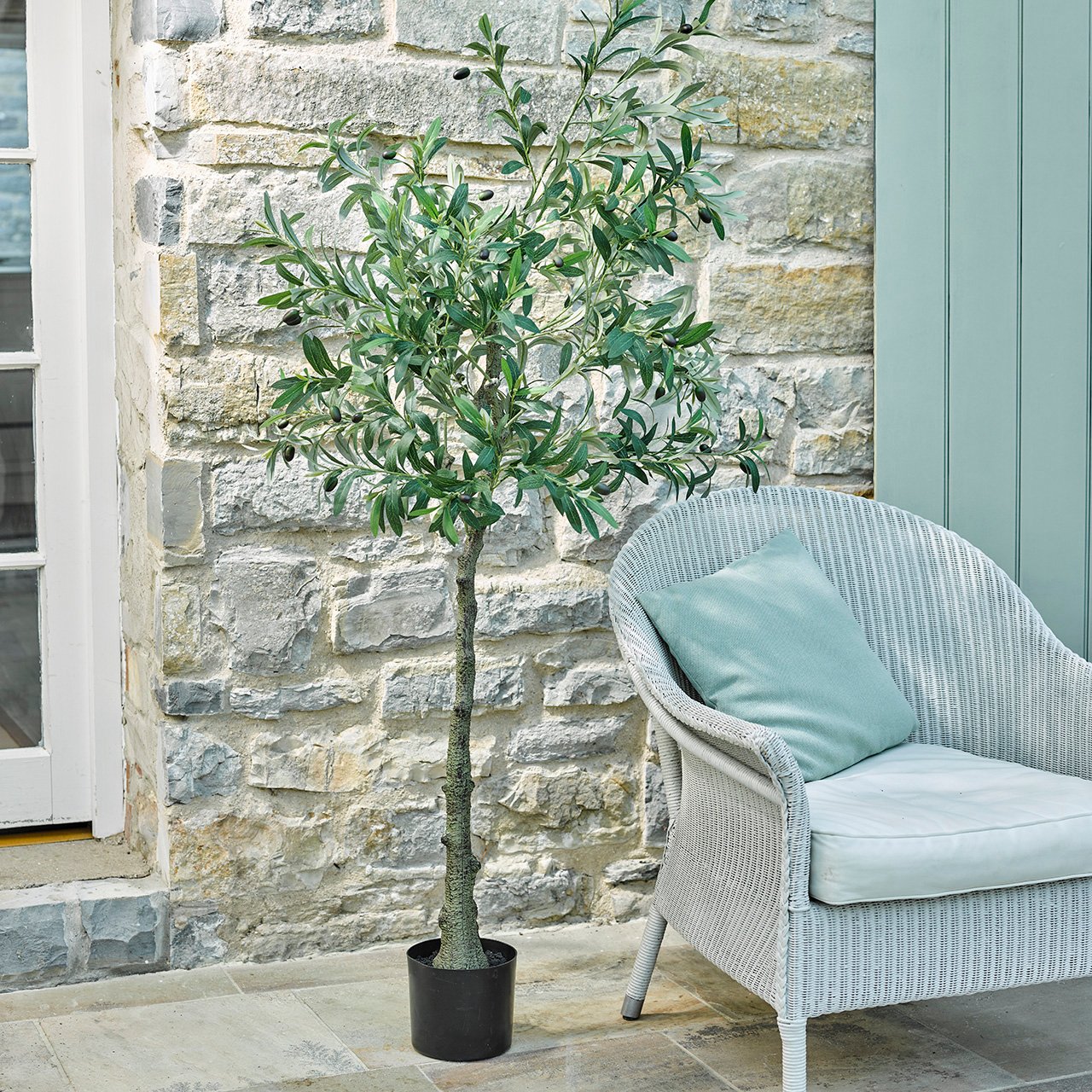 Potted Olive Tree, 1.7m