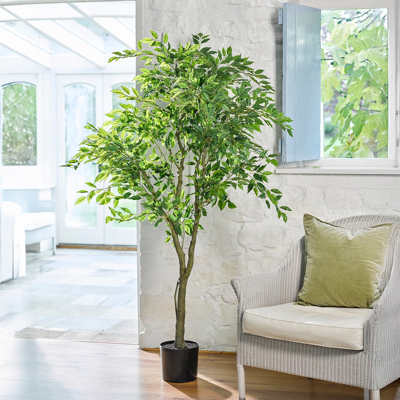 Potted Ficus Tree, 1.7m