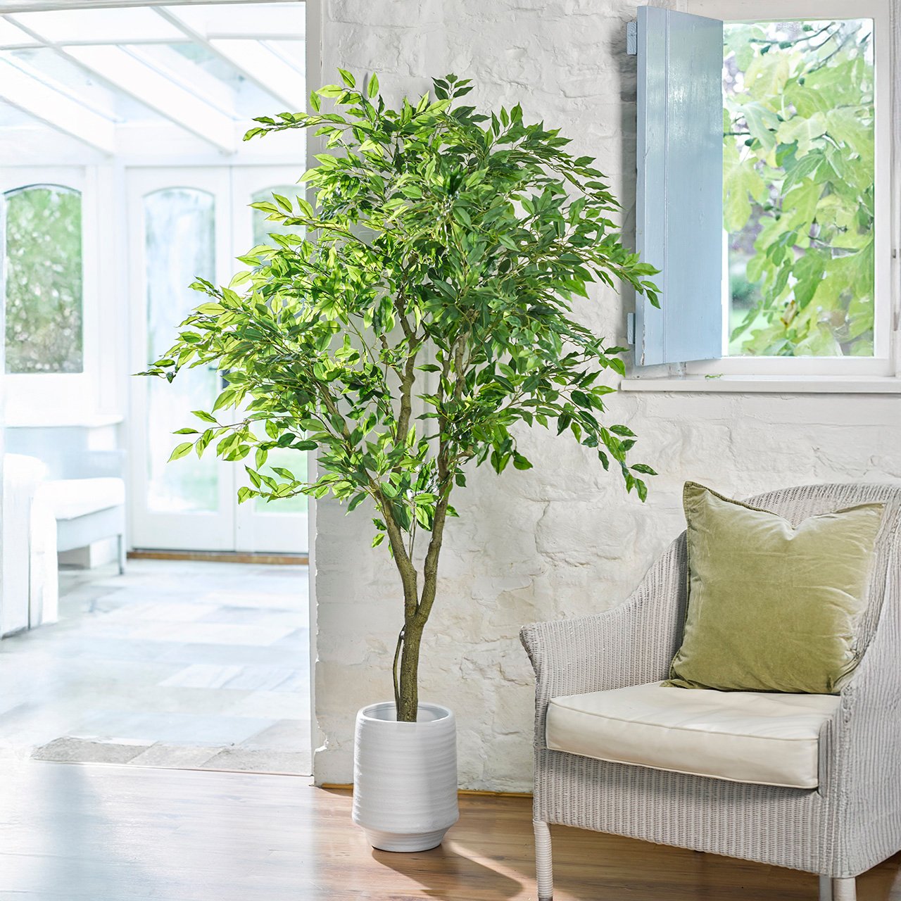 Potted Ficus Tree, 1.7m