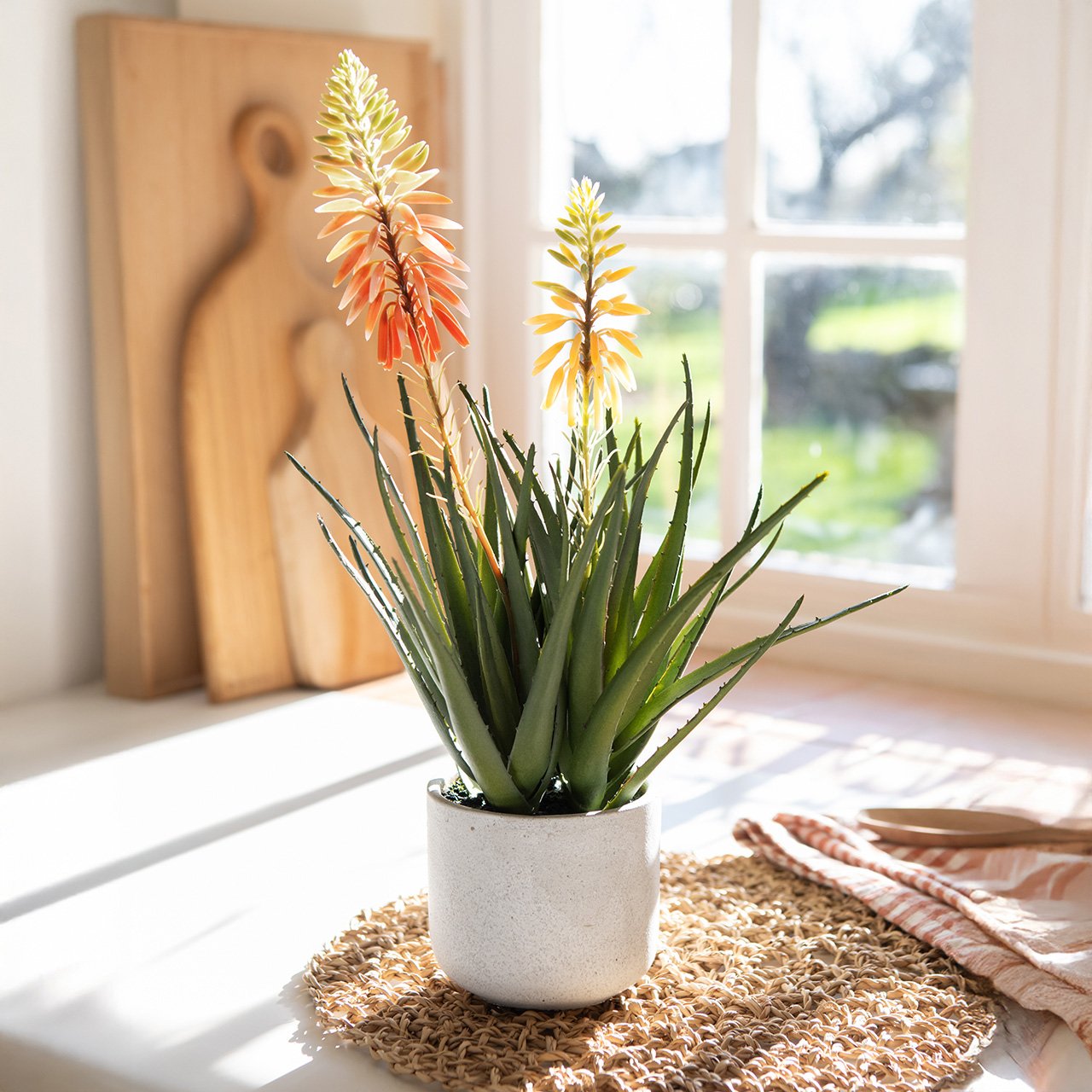 Potted Flowering Aloe Vera