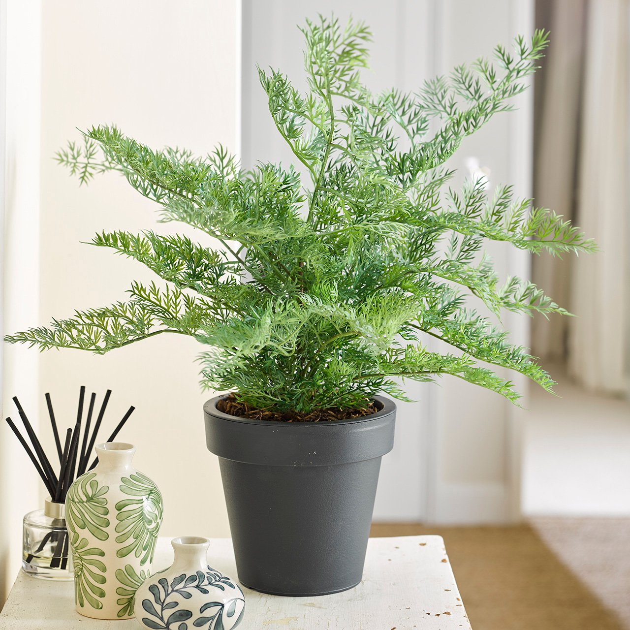 Potted Carrot Top Fern