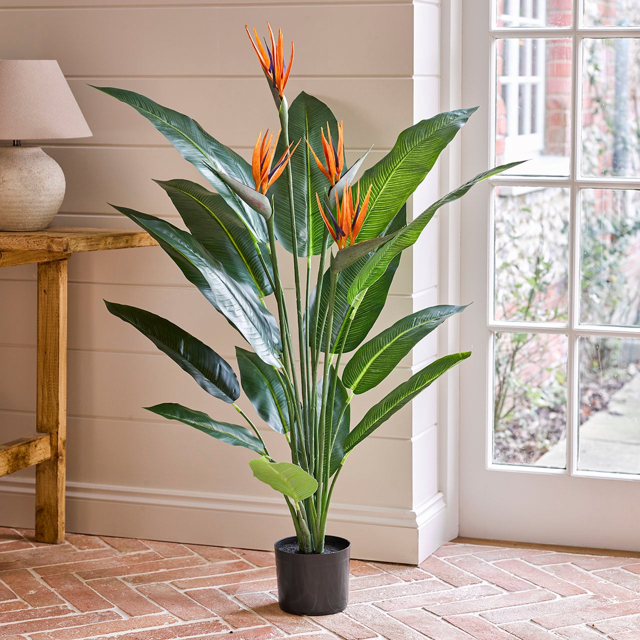 Potted Bird of Paradise, 4ft