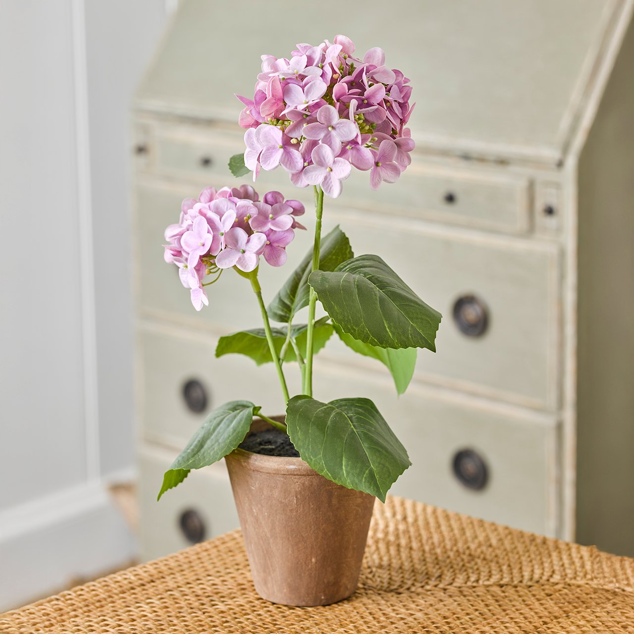 Purple Potted Hydrangea