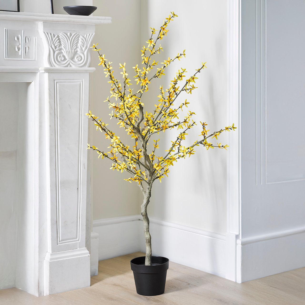 Forsythia Tree