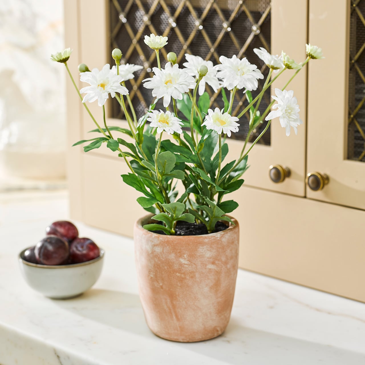 Potted White Daisy