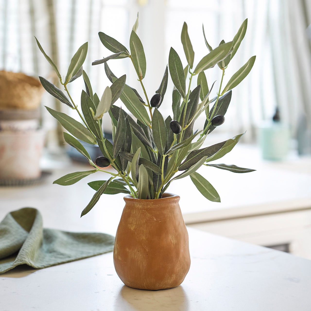Potted Olive Plant