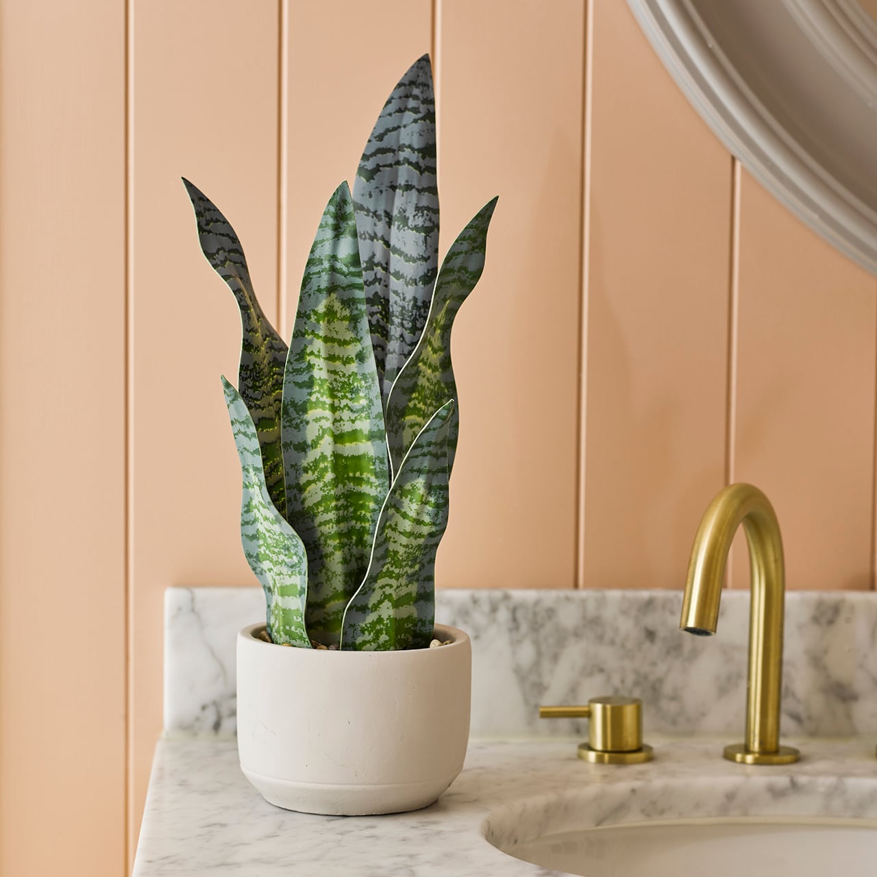 Sansevieria in Pot