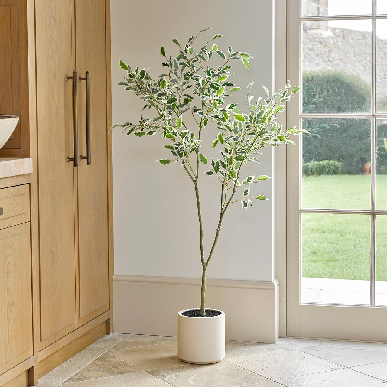 Potted Ficus Tree, 1.5m