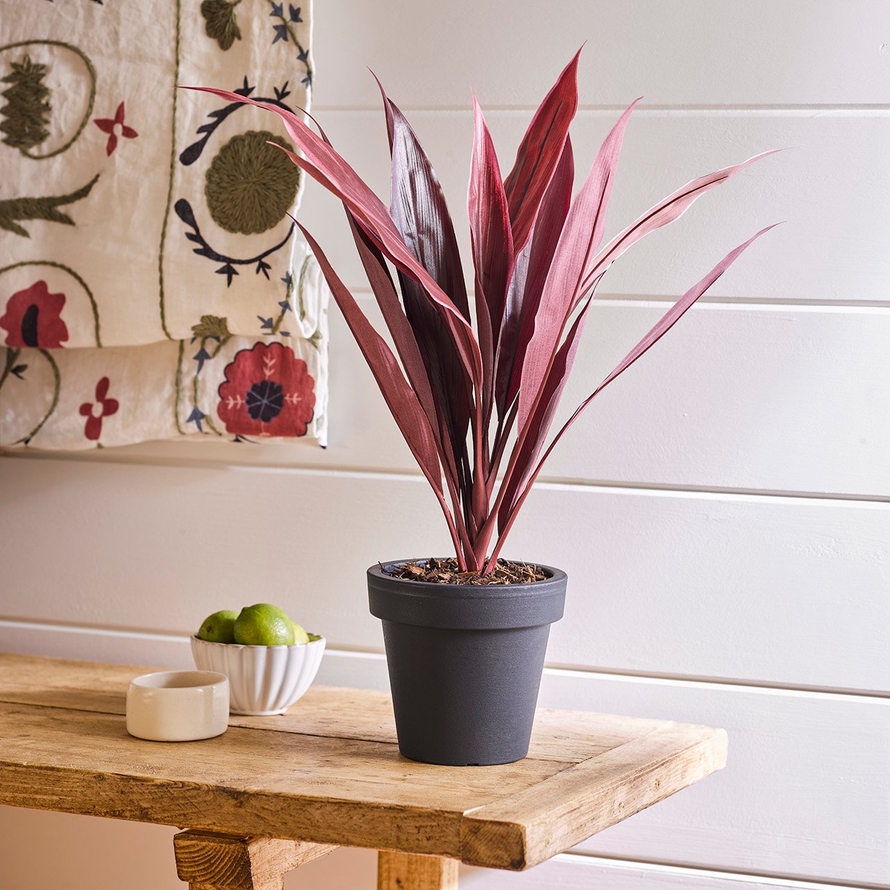 Burgundy Cordyline in Pot