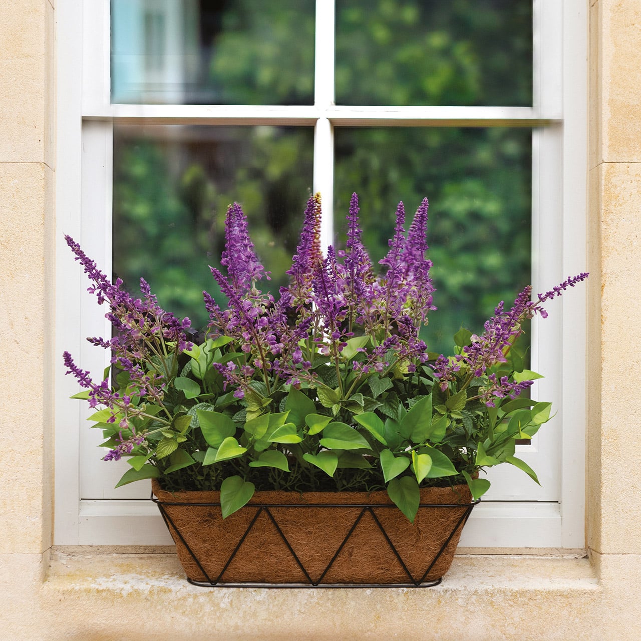 Outdoor Lavender Window Box