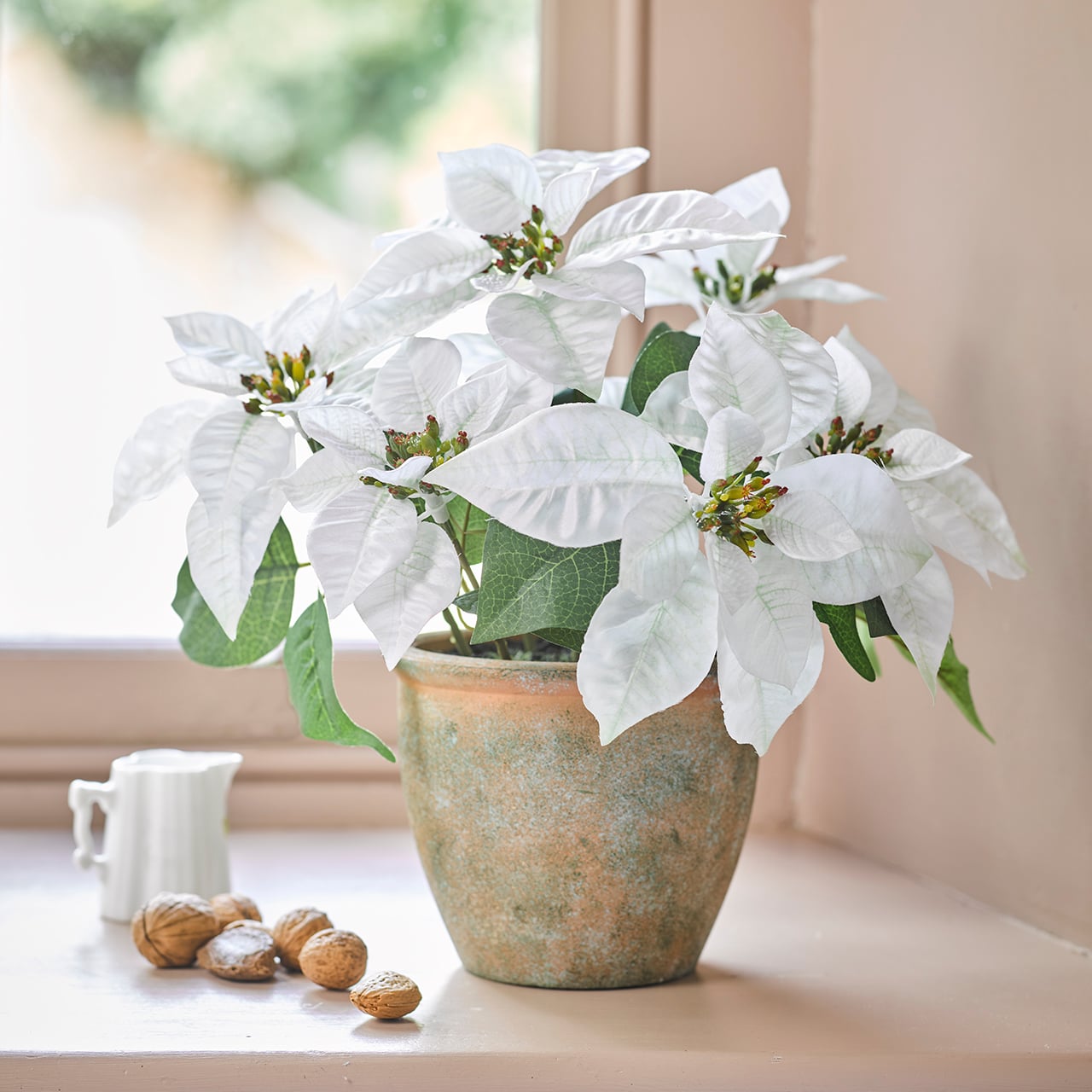 White Potted Poinsettia