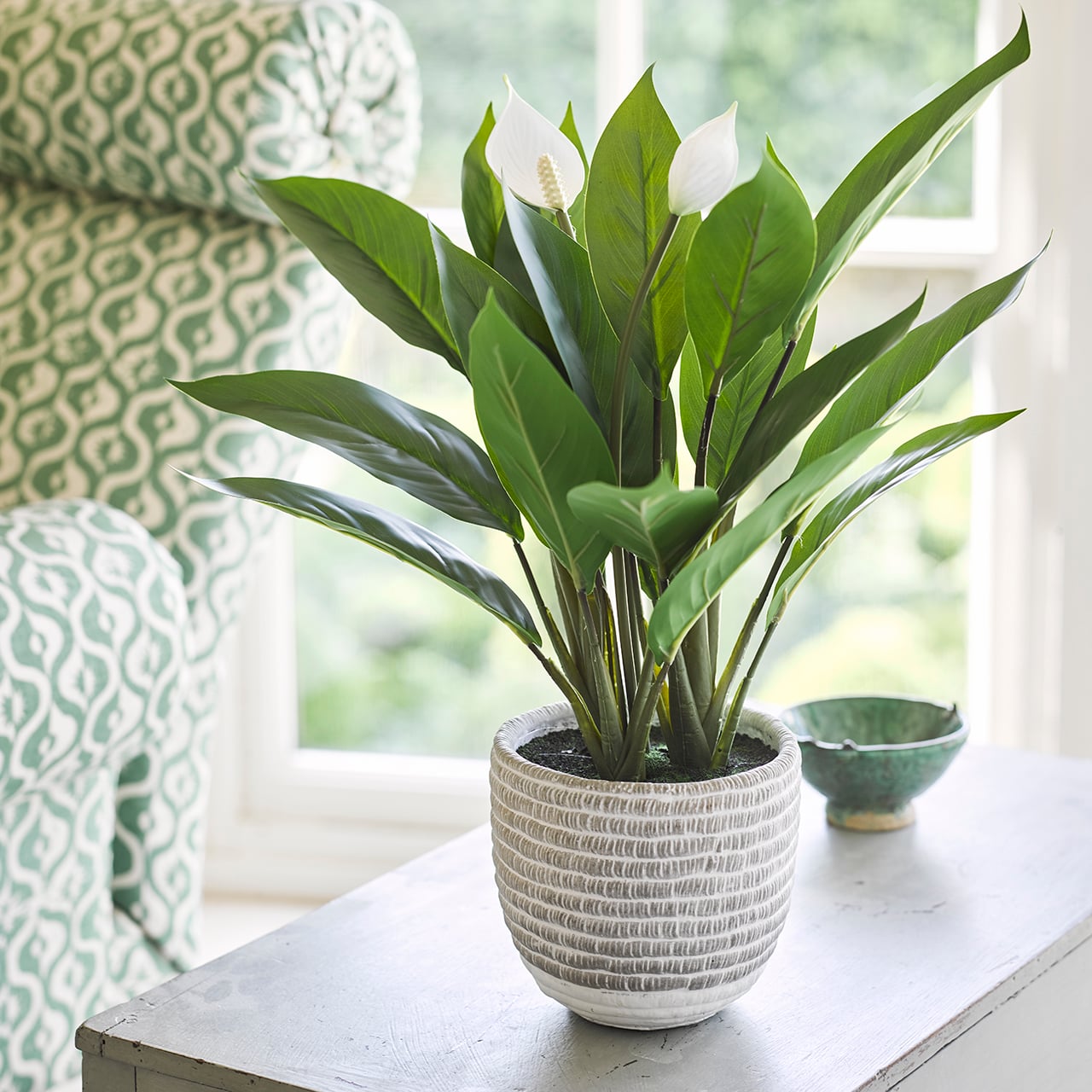 Potted Peace Lily