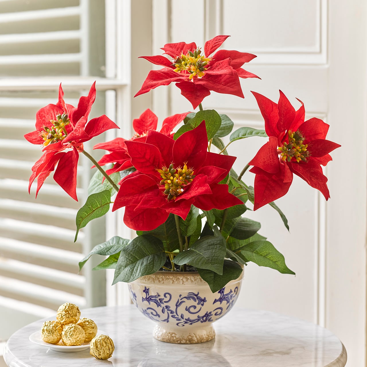 Red Potted Poinsettia