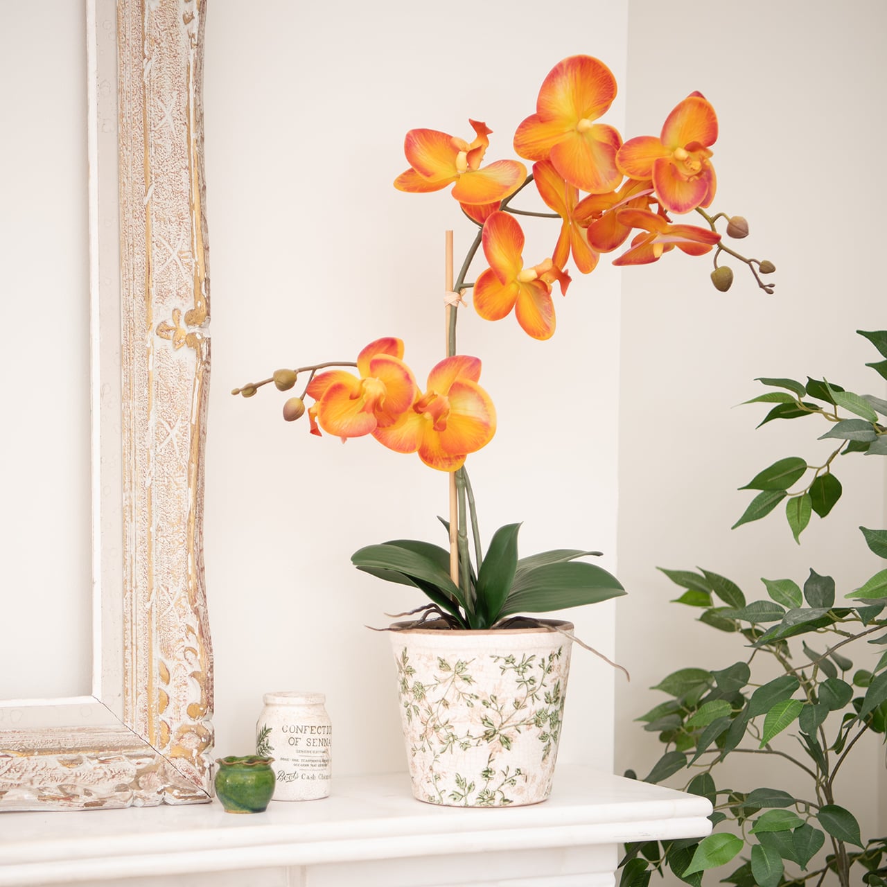 Potted Orange Phalaenopsis
