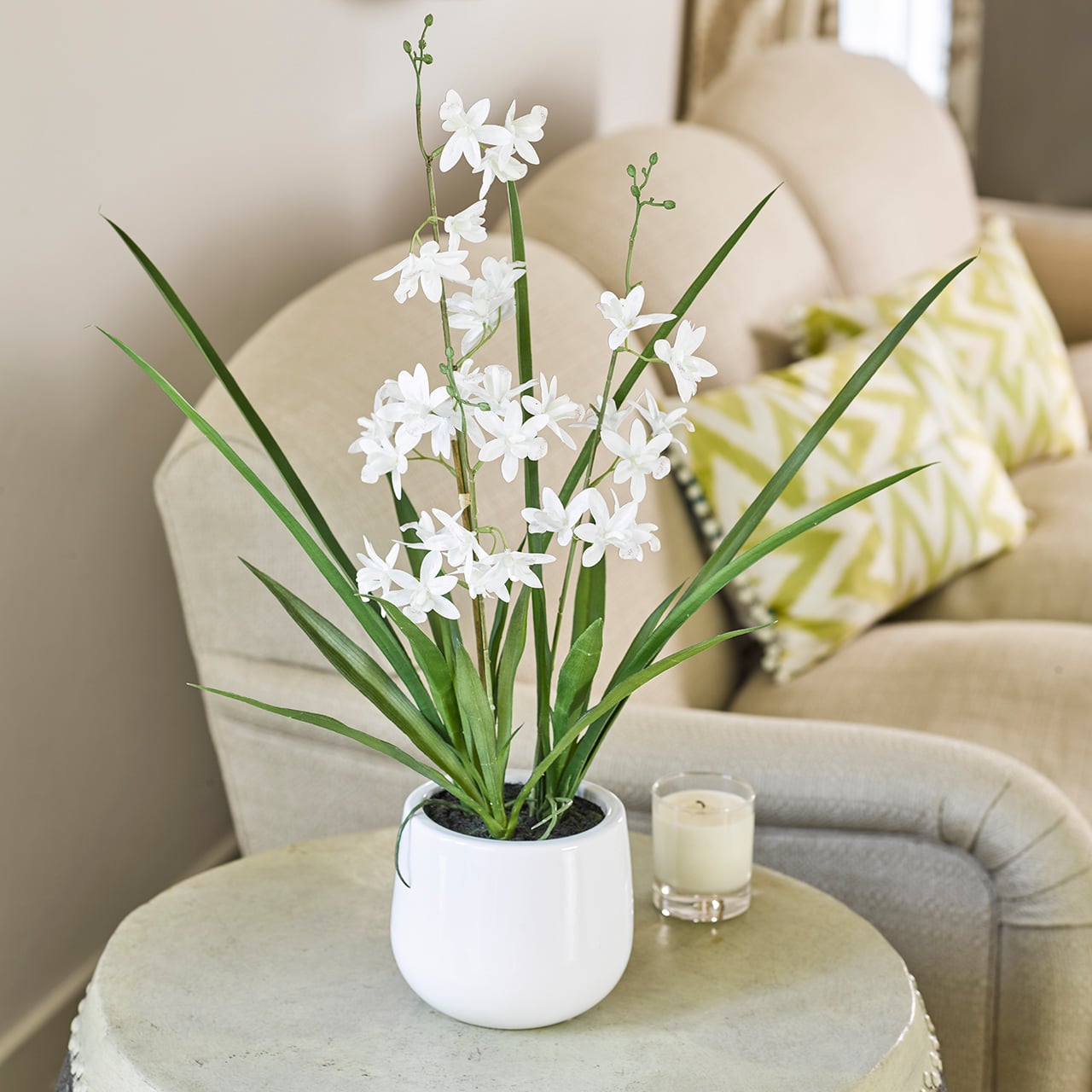 Potted Cymbidium Orchid
