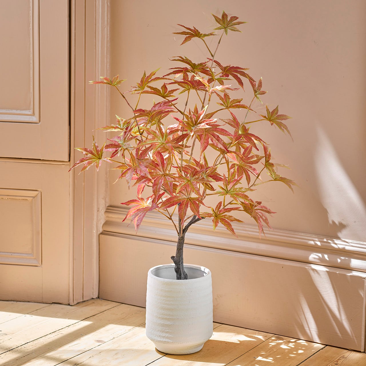 Acer Tree