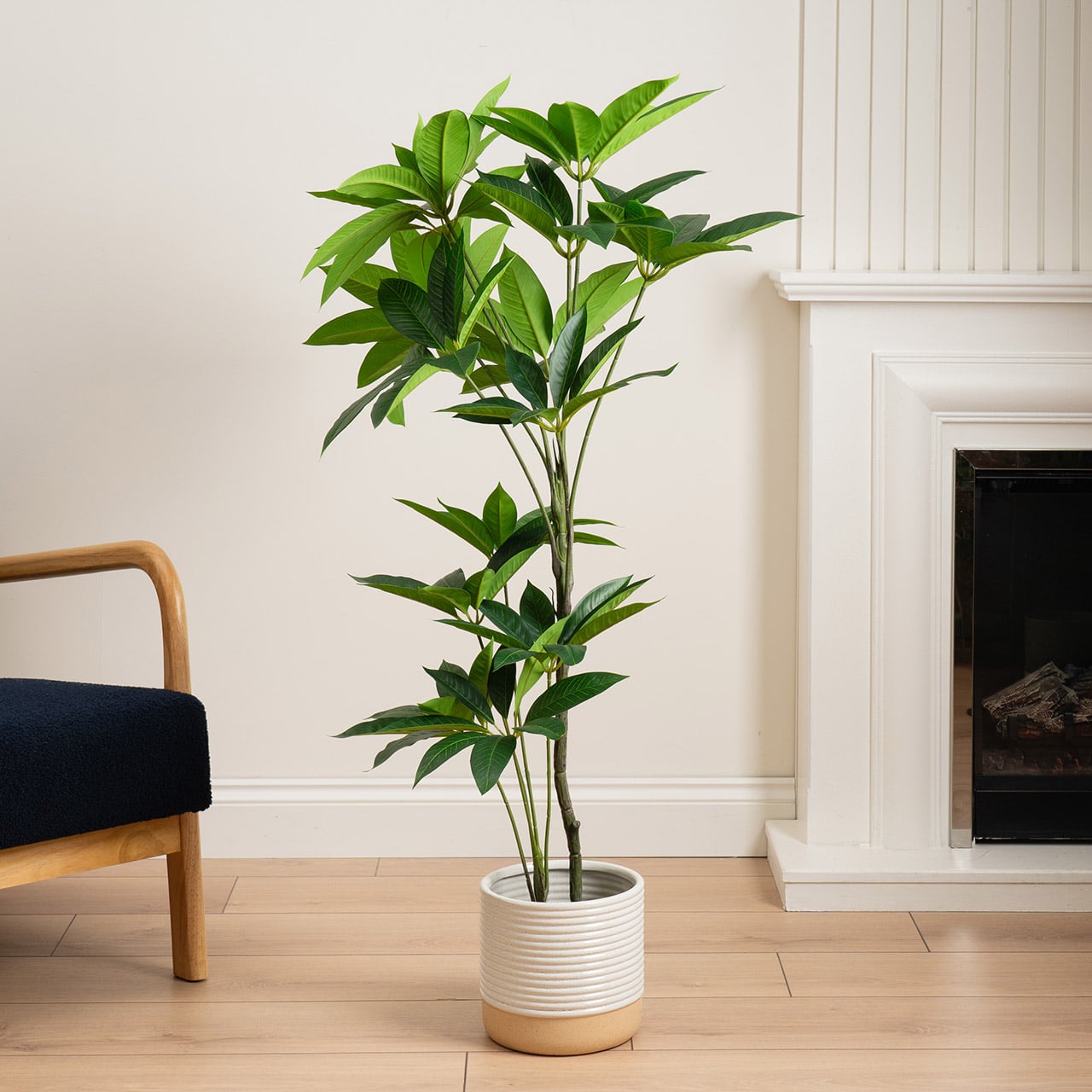 Umbrella Tree