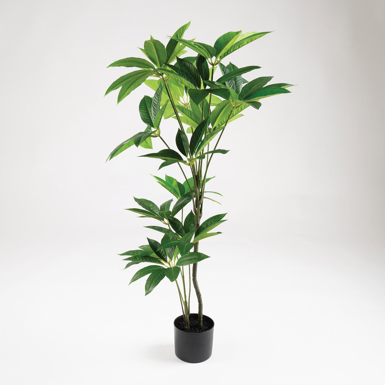 Umbrella Tree