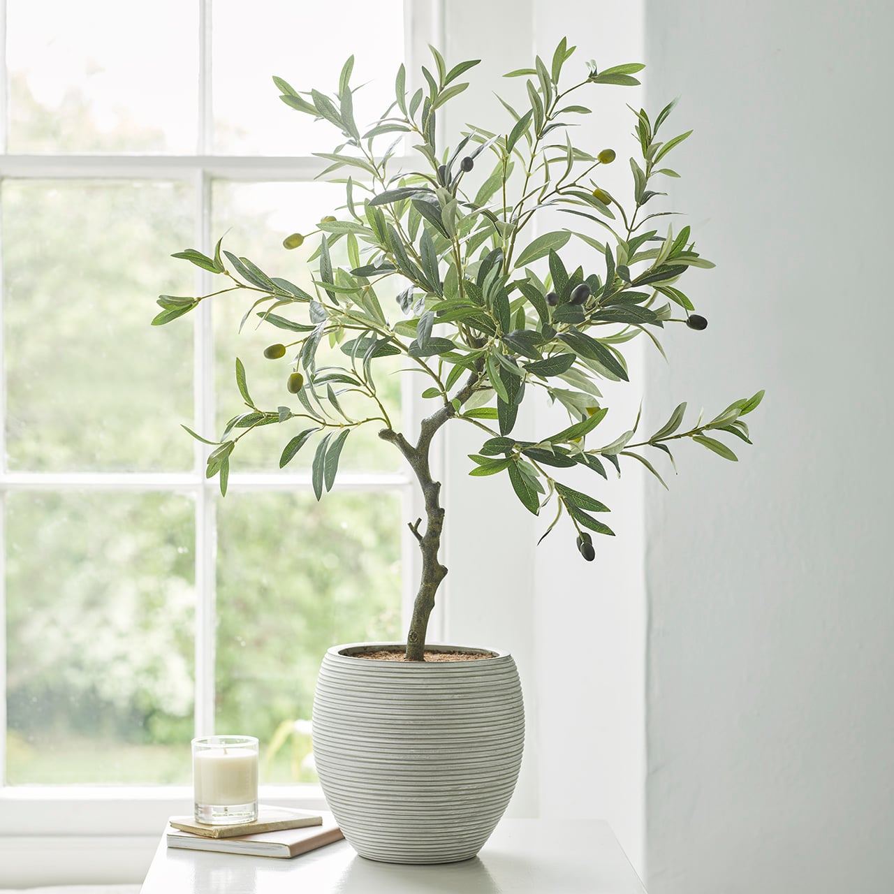 Potted Olive Tree 3445694