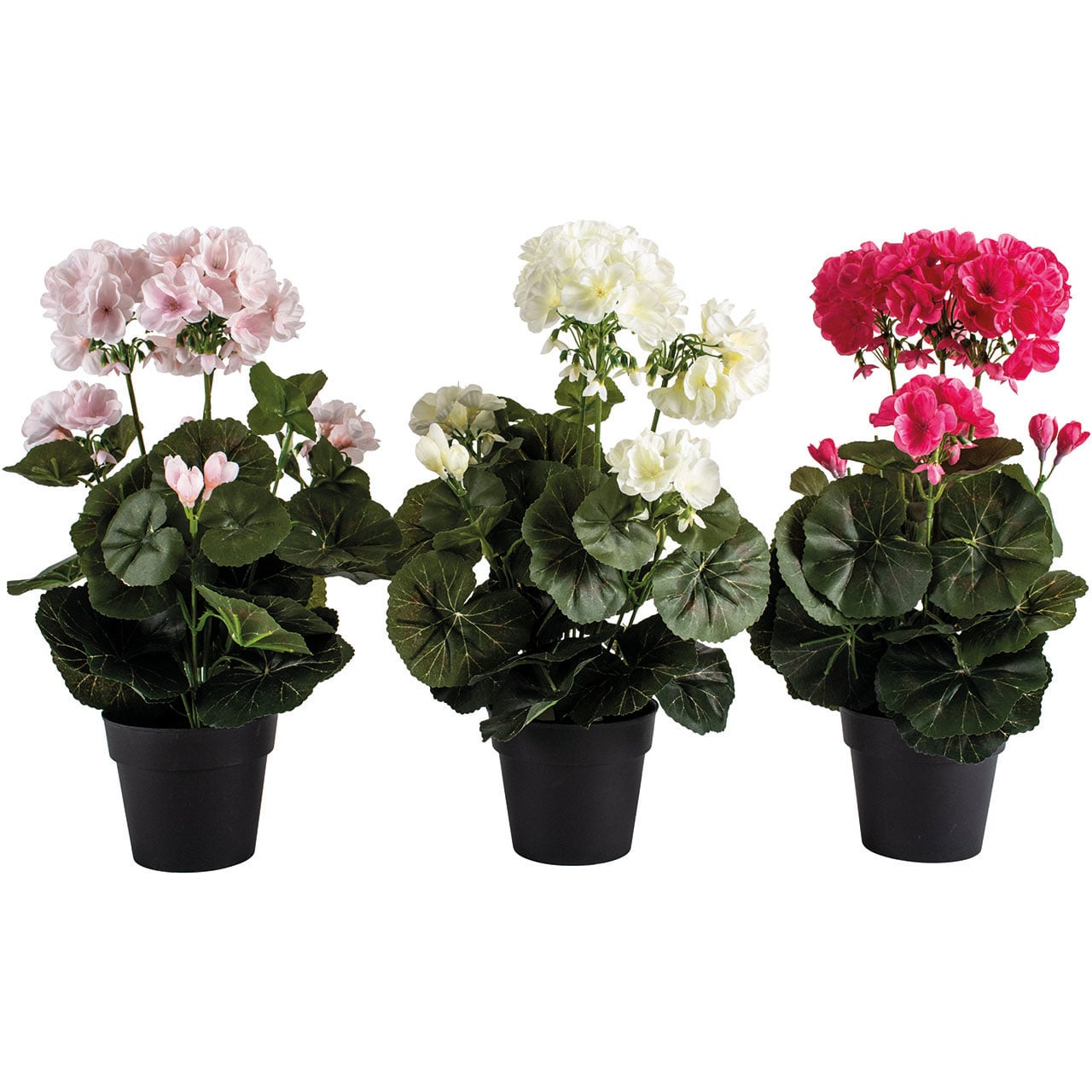 Set of 3 Potted Geraniums