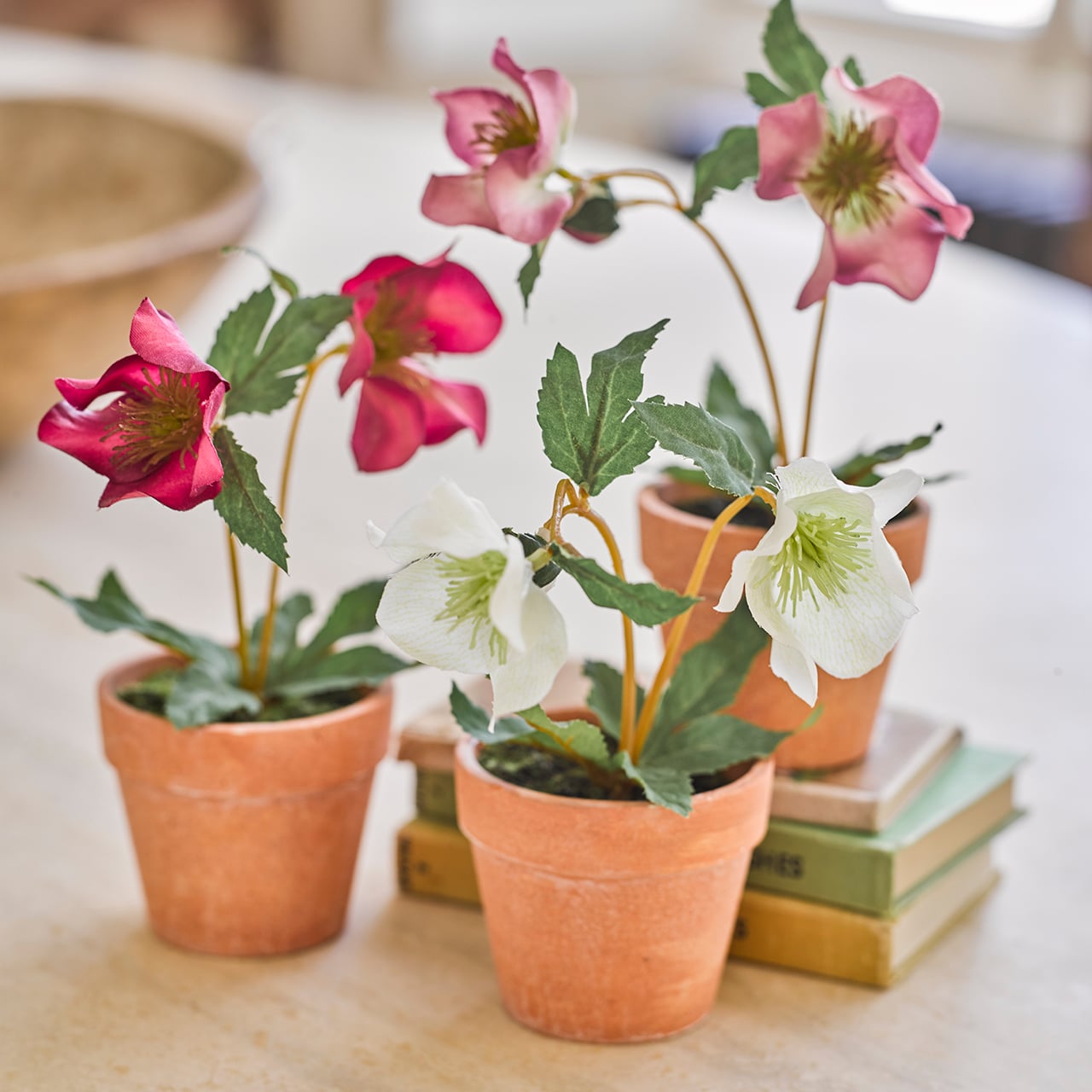 Set of 3 Mini Potted Hellebores