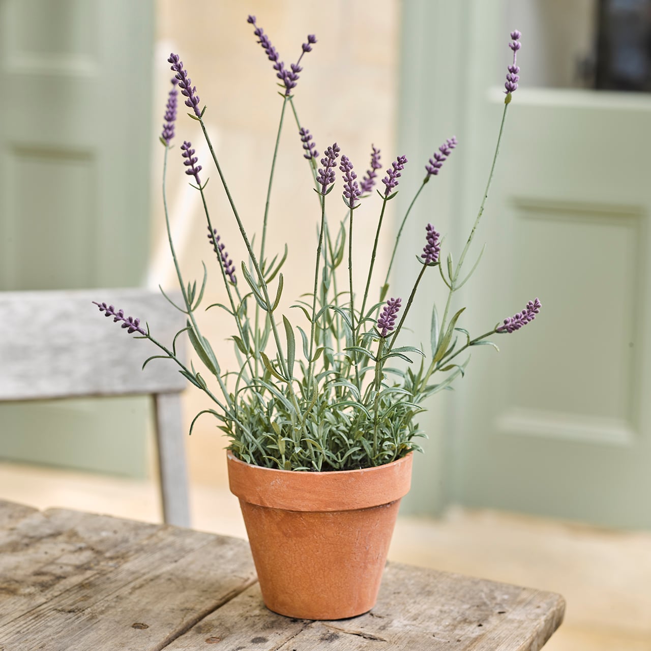 English Lavender